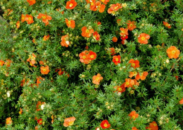 Potentilla fruticosa Red Favorite / Cserjés pimpó narancspiros Potentilla fruticosa Red Favorite / Cserjés pimpó narancspiros