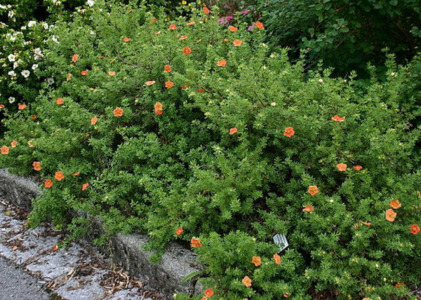 Potentilla fruticosa Red Favorite / Cserjés pimpó narancspiros Potentilla fruticosa Red Favorite / Cserjés pimpó narancspiros