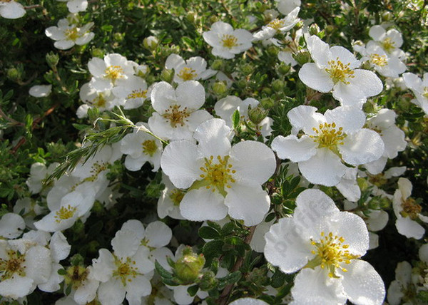 Potentilla fruticosa mount everest / Cserjés pimpó fehér