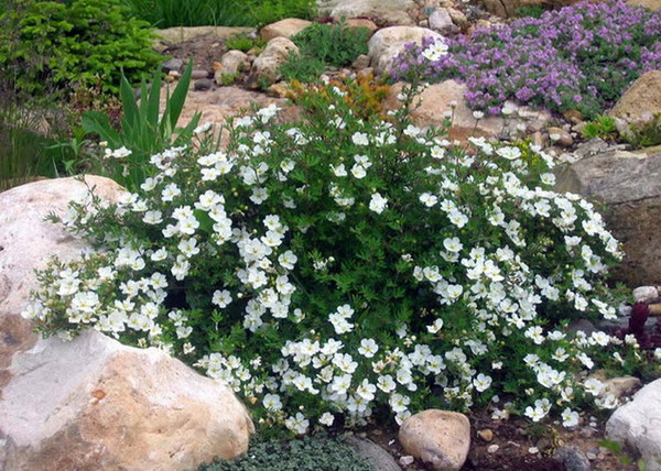 Potentilla fruticosa mount everest / Cserjés pimpó fehér