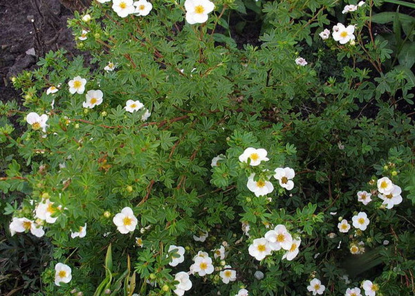 Potentilla fruticosa mount everest / Cserjés pimpó fehér