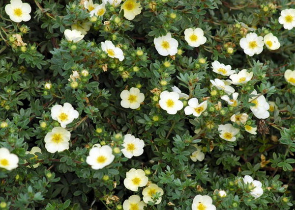 Potentilla fruticosa mount everest / Cserjés pimpó fehér