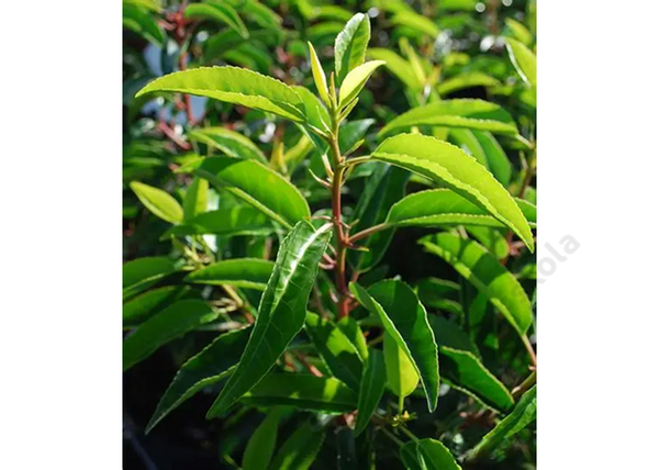 Prunus lusitanica ‘Angustifolia’ / Portugál Babérmeggy Prunus lusitanica ‘Angustifolia’ / Portugál Babérmeggy
