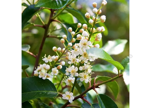 Prunus lusitanica ‘Angustifolia’ / Portugál Babérmeggy Prunus lusitanica ‘Angustifolia’ / Portugál Babérmeggy