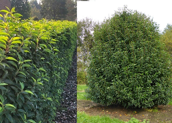 Prunus lusitanica ‘Angustifolia’ / Portugál Babérmeggy Prunus lusitanica ‘Angustifolia’ / Portugál Babérmeggy