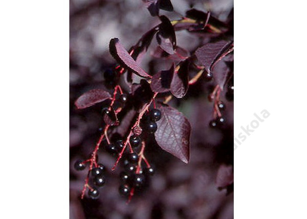 Prunus virginiana Schubert / Vörös levelű májusfa