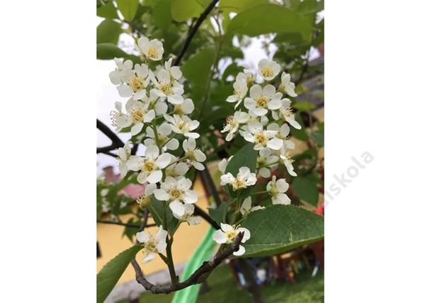 Prunus virginiana Schubert / Vörös levelű májusfa