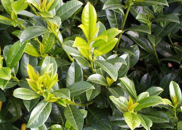 Prunus laurocerasus Baumgartner / Babérmeggy Prunus laurocerasus Baumgartner / Babérmeggy