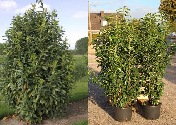 Prunus laurocerasus Genolier Mariblon / Oszlopos babérmeggy Prunus laurocerasus Genolier Mariblon / Oszlopos babérmeggy