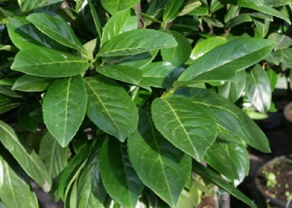 Prunus laurocerasus Novita / Babérmeggy Prunus laurocerasus Novita / Babérmeggy