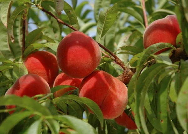 Prunus persica Dixired / Dixired őszibarack Prunus persica Dixired / Dixired őszibarack