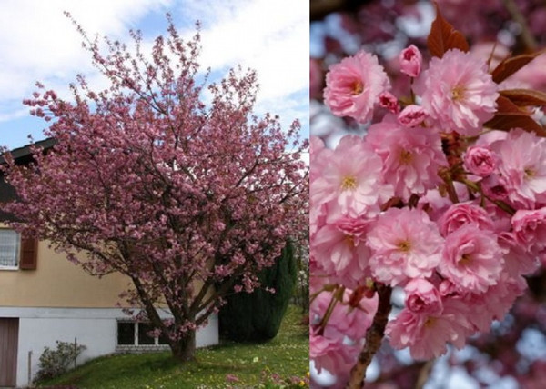 Prunus serrulata Kanzan / Japán Díszcseresznye Prunus serrulata Kanzan / Japán Díszcseresznye