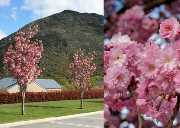 Prunus serrulata Kanzan / Japán Díszcseresznye Prunus serrulata Kanzan / Japán Díszcseresznye