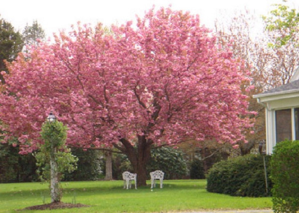 Prunus serrulata Kanzan / Japán Díszcseresznye Prunus serrulata Kanzan / Japán Díszcseresznye