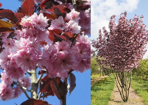 Prunus serrulata Royal Burgundy / Bordó levelű japán díszcseresznye