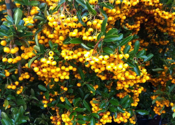 Pyracantha Soleil d Or / Tűztövis citromsárga