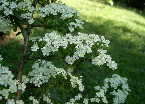 Pyracantha Soleil d Or / Tűztövis citromsárga