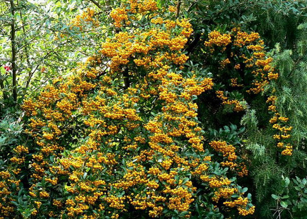 Pyracantha Soleil d Or / Tűztövis citromsárga