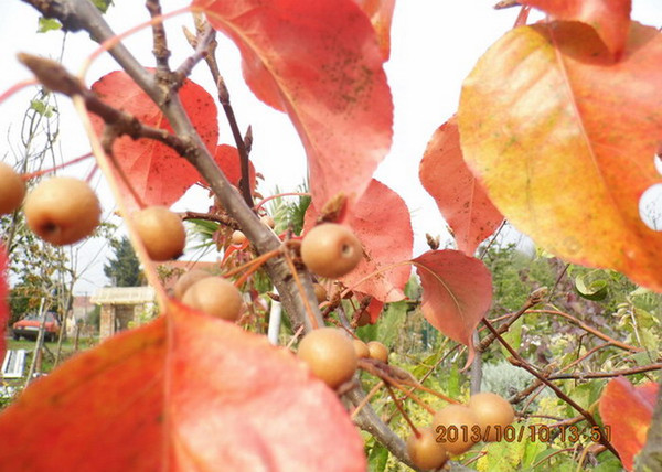 Pyrus calleryana Chanticleer / Kínai díszkörte