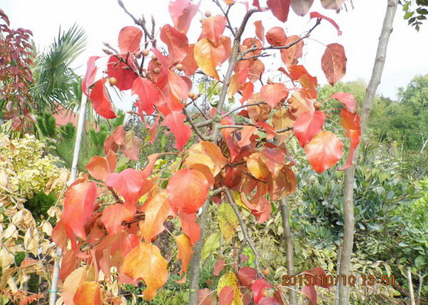 Pyrus calleryana Chanticleer / Kínai díszkörte