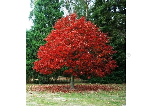 Quercus rubra / Vörös tölgy