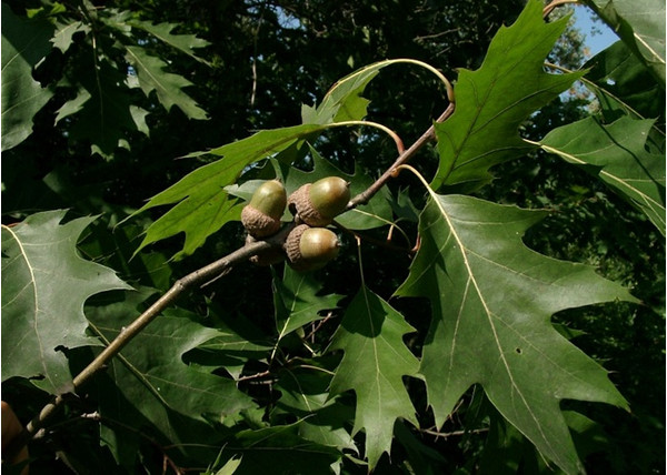 Quercus rubra / Vörös tölgy