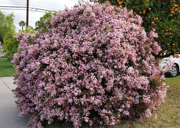 Rhaphiolepis indica Springtime / Indiai díszgalagonya