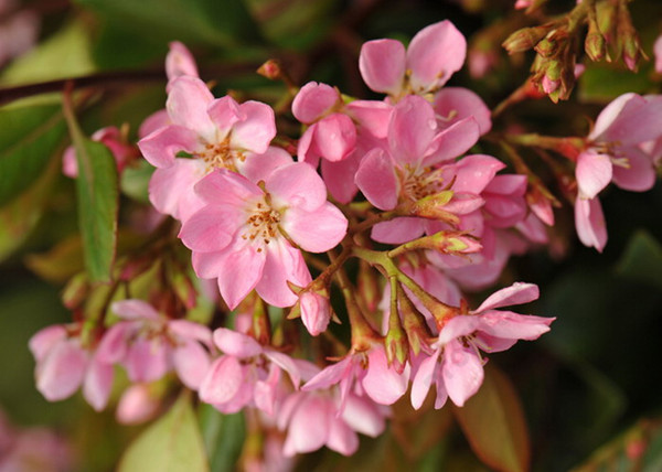 Rhaphiolepis indica Springtime / Indiai díszgalagonya