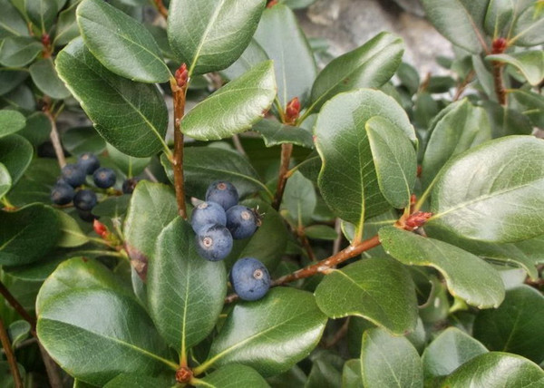 Rhaphiolepis indica Springtime / Indiai díszgalagonya