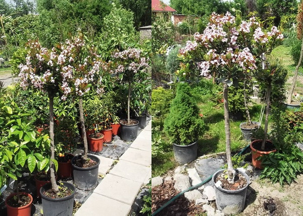Rhaphiolepis indica Springtime / Indiai díszgalagonya