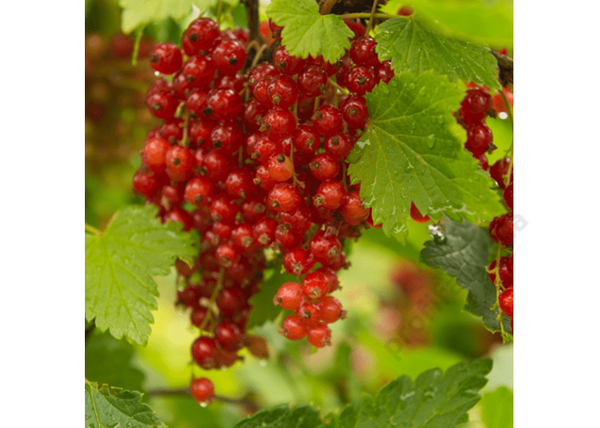 Ribes rubrum Rovada / Piros ribizl Rovada