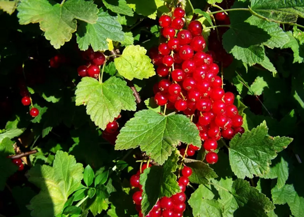 Ribes rubrum Rovada / Piros ribizl Rovada