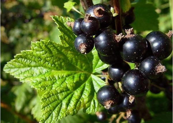 Ribes nigrum Aranka / Fekete ribizli Aranka