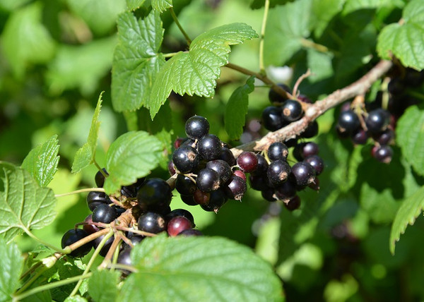 Ribes nigrum Aranka / Fekete ribizli Aranka
