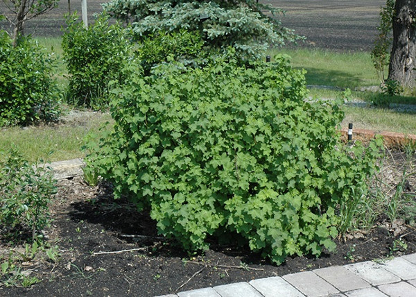 Ribes nigrum Aranka / Fekete ribizli Aranka