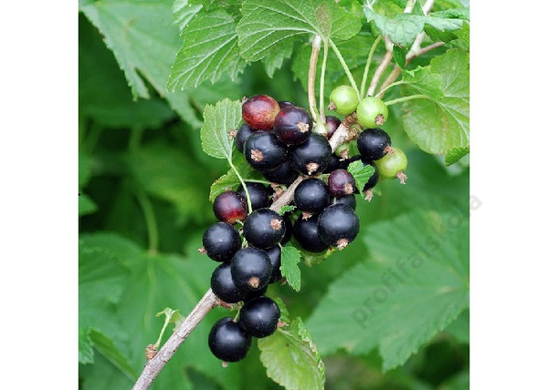 Ribes nigrum Aranka / Fekete ribizli Aranka