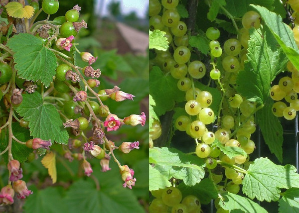 Ribes nigrum Blanka / Fehér ribizli Blanka