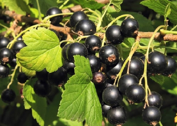 Ribes nigrum fertődi 1 / Fertődi 1 fekete ribizli Ribes nigrum fertődi 1 / Fertődi 1 fekete ribizli