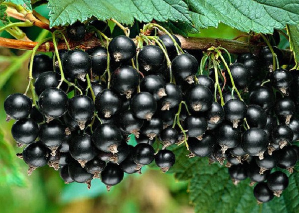 Ribes nigrum fertődi 1 / Fertődi 1 fekete ribizli Ribes nigrum fertődi 1 / Fertődi 1 fekete ribizli