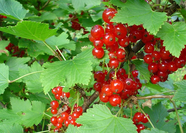 Ribes rubrum Jonkheer van Tets / Piros ribizli Jonkheer van Tets