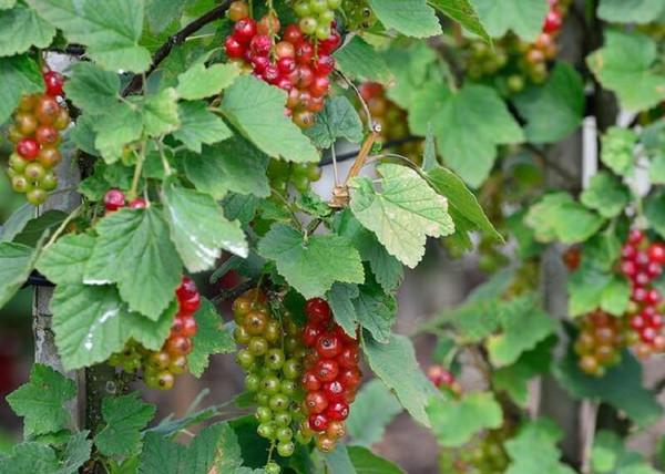 Ribes rubrum Jonkheer van Tets / Piros ribizli Jonkheer van Tets