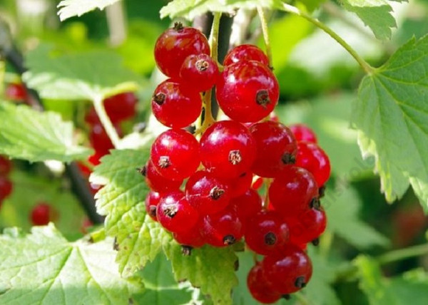 Ribes rubrum Jonkheer van Tets / Piros ribizli Jonkheer van Tets