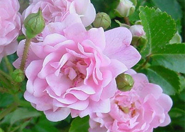 Rosa The Fairy / Törpe ágyásrózsa