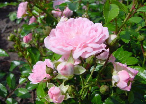 Rosa The Fairy / Törpe ágyásrózsa