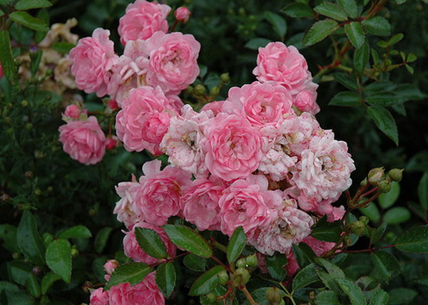 Rosa The Fairy / Törpe ágyásrózsa