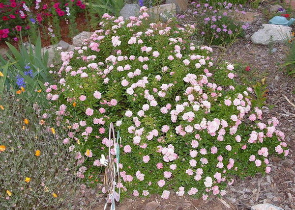 Rosa The Fairy / Törpe ágyásrózsa