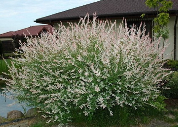 Salix integra Hakuro Nishiki / Tarkalevelű Japán Fűz Salix integra Hakuro Nishiki / Tarkalevelű Japán Fűz