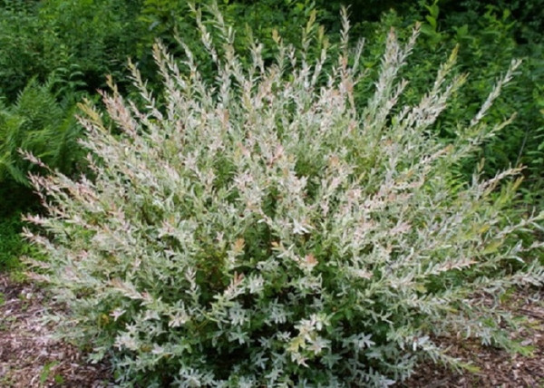 Salix integra Hakuro Nishiki / Tarkalevelű Japán Fűz Salix integra Hakuro Nishiki / Tarkalevelű Japán Fűz
