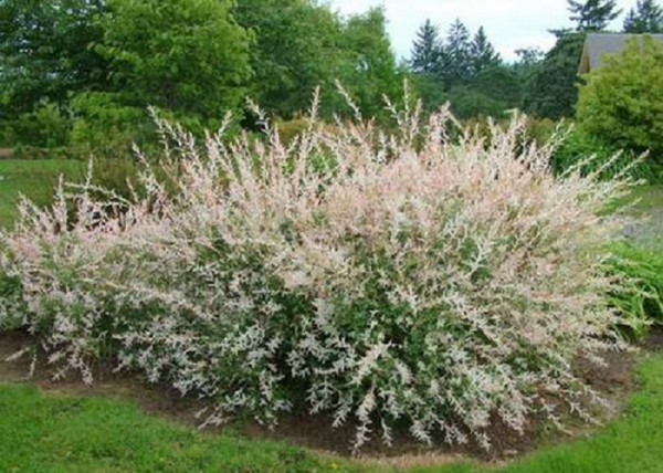 Salix integra Hakuro Nishiki / Tarkalevelű Japán Fűz Salix integra Hakuro Nishiki / Tarkalevelű Japán Fűz
