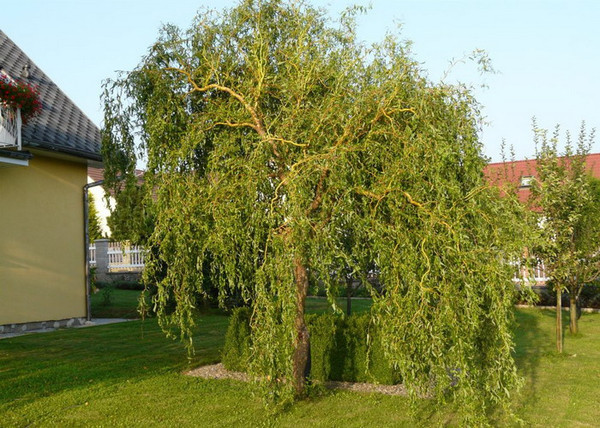 Salix matsudana Tortuosa / Spirálfűz